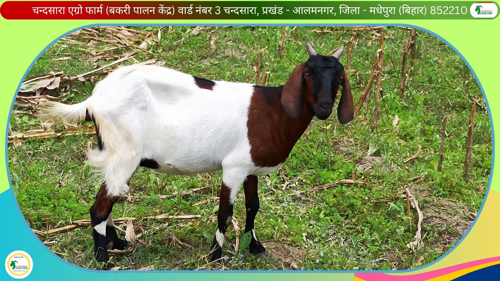 Chandsara Agro Farm (Bakri Farm) 2